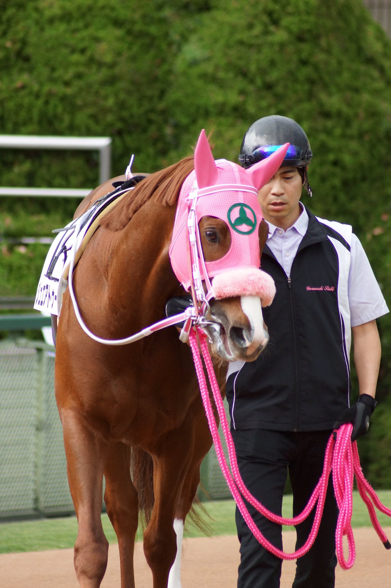め い A Twitter ジュエアトゥー 馬名意味は フランス語で 奥の手を出す 6月生まれの栗毛の騸馬 とにかくカワイイ 幼い感じの仔ですが 1000万下のダートで頑張っています 応援宜しくお願いします 桜にピンクのシャドーロールの写真は再掲ですみませんが