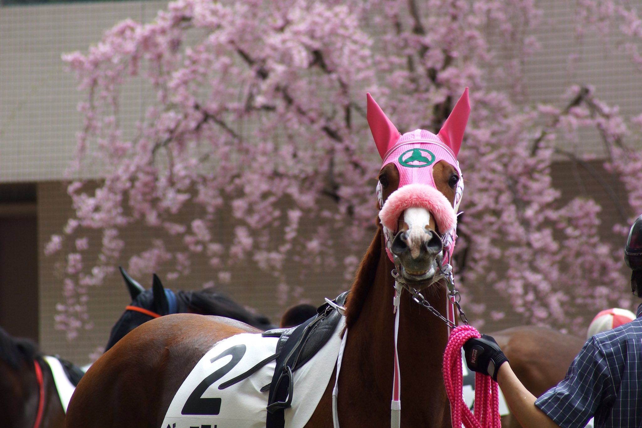 め い A Twitter ジュエアトゥー 馬名意味は フランス語で 奥の手を出す 6月生まれの栗毛の騸馬 とにかくカワイイ 幼い感じの仔ですが 1000万下のダートで頑張っています 応援宜しくお願いします 桜にピンクのシャドーロールの写真は再掲ですみませんが