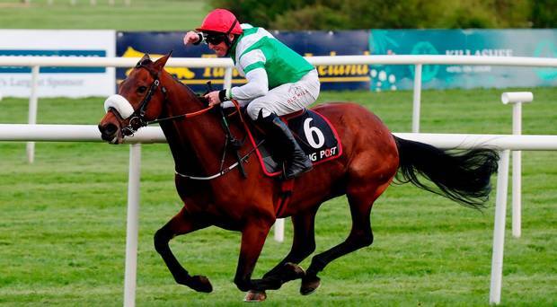 JoeSeward1's tweet photo. The curtain on a Great 2017 @punchestownrace comes down today 
Some great days at Punchestown in 2017 ..Here are my Top 4 Moments 
(3)Brilliant but illfated mare #Fayonagh ridden @CoddJJ @gelliott_racing  romped home in @RacingPost Champion Bumper looking like the New Dawn Run. https://t.co/rt94GWXJ7s