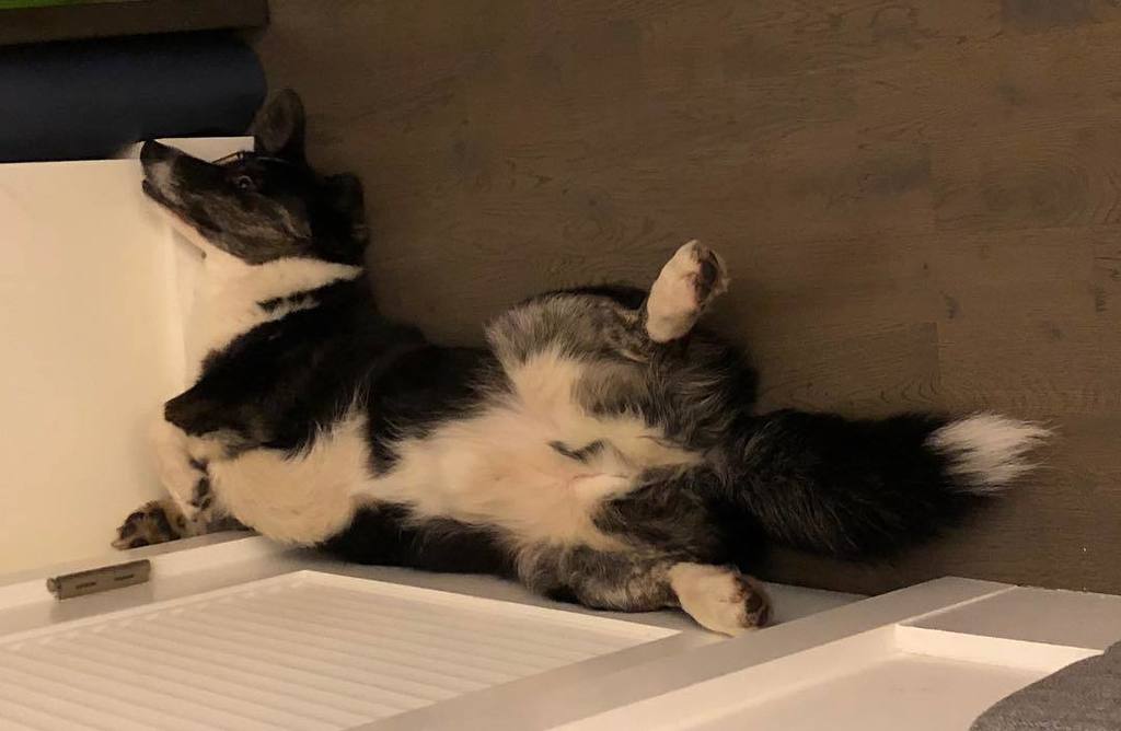 Rye the Corgi (@pastrami) / Posts / X