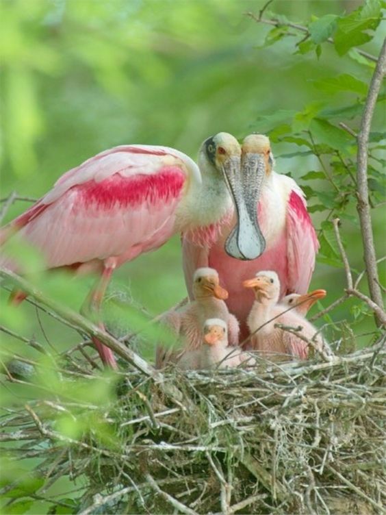 cv_branch's tweet photo. 'Deep inside her heart, I was feeling my home like a hay-made nest.' - #MFMoonzajer
#gabriellasbeautifulworld #nest #birds #quoteoftheday #photooftheday https://t.co/tX2gYv2JU5
Photograph: https://t.co/NH1Tgxp0jD https://t.co/bfN5FrWh8A
