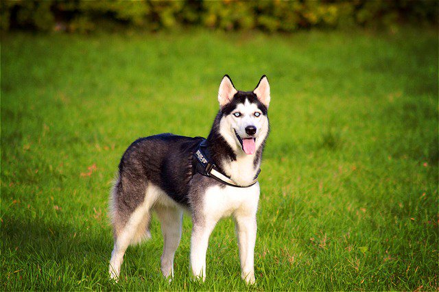 WorldofHusky's tweet photo. Here Is a great article! Its just a few fun facts about husky dogs. go check it out on:
https://t.co/Mlc4BsvxI3 https://t.co/NyutA6h3Cc