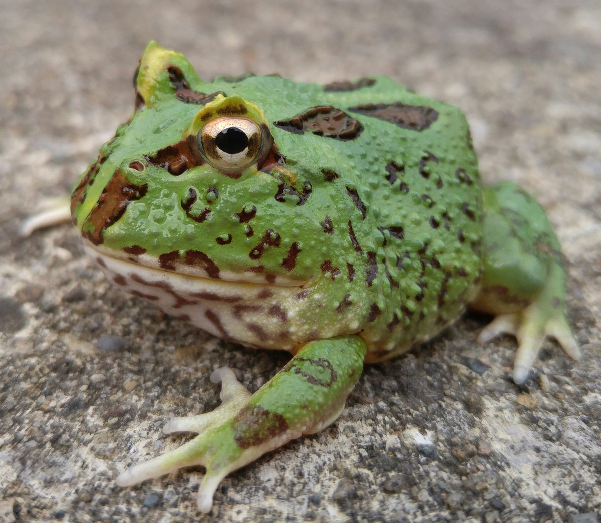 SkyHighGeckos's tweet photo. Beautiful York our Teal Peppermint Pacman Frog. #frogs #pacmanfrog #pacman #exoticpets #yorkpeppermint #teal #peppermint #froglove https://t.co/D8KE7mDkrM