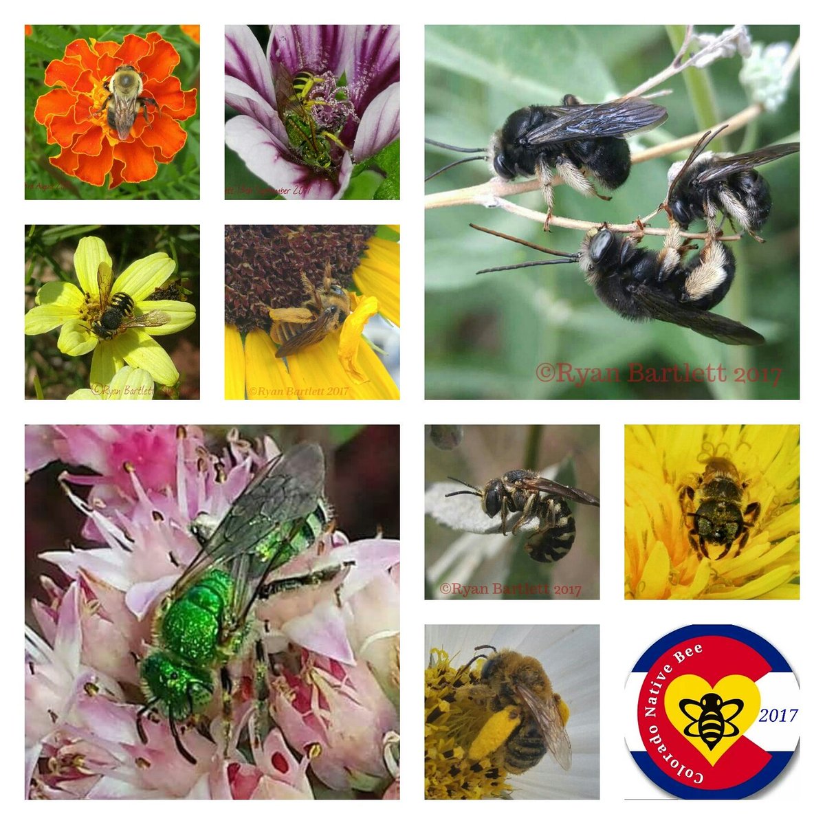 CoNativeBee's tweet photo. My #Favoritesof2017. #HappyNewYear from #ColoradoNativeBee

#NativeBees #pollinators
#bees #entomology #naturalist. #macro #2017 https://t.co/2d3kS0bKtx