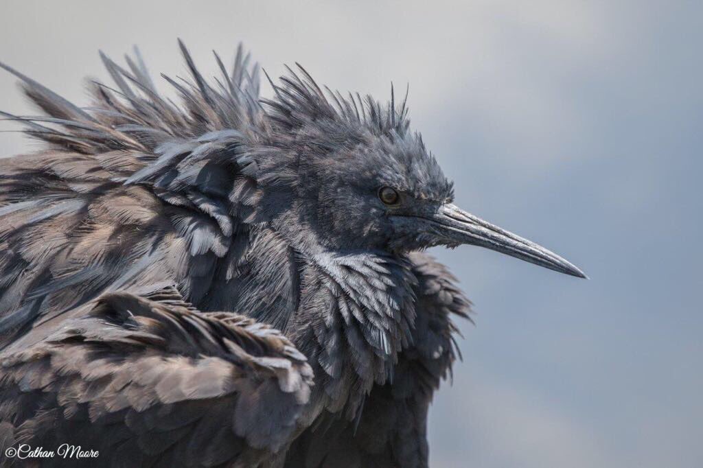 Birds, Birds and more Birds 

#wildlife #wildlifephotography #nature #naturephotography #animal #animals #animalphotography #travel #travelgram #SouthAfrica #krugerpark #wu_africa #bird#photography #wilderness #africa #african #safari #africansafari#birdphotography#birding