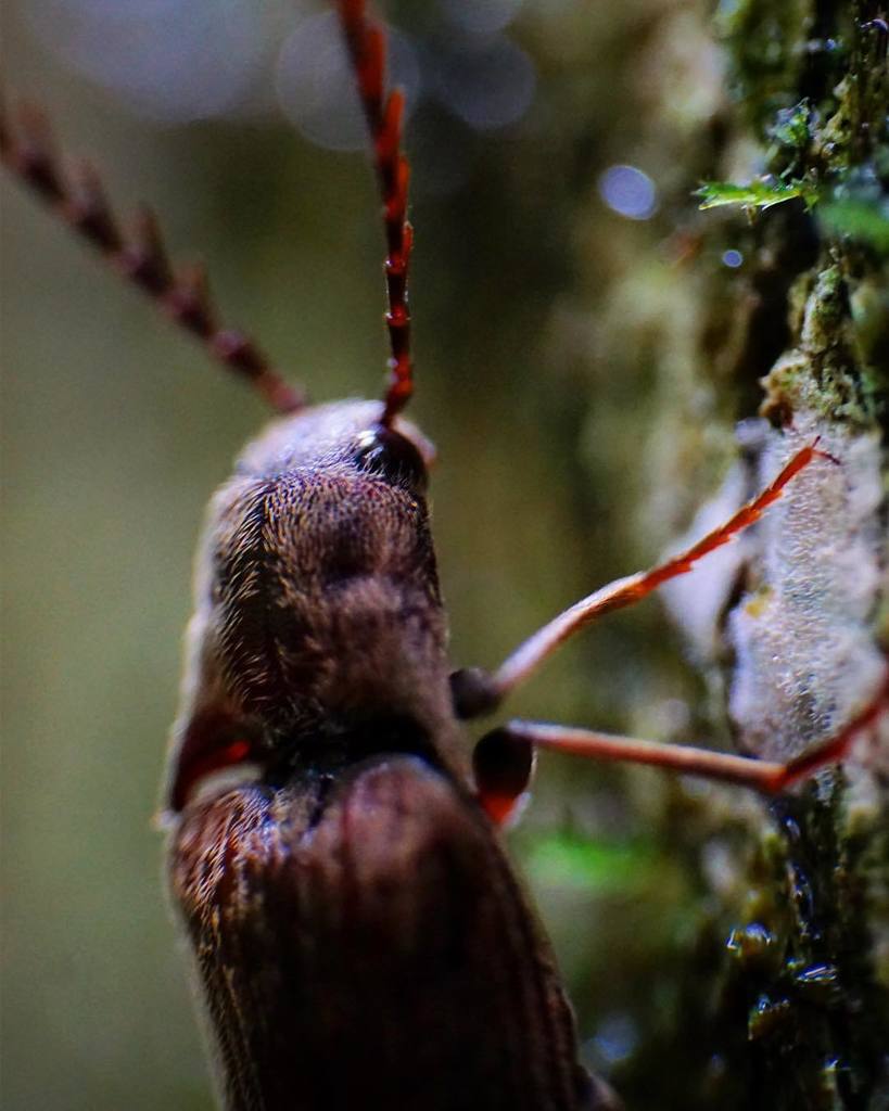 catchindembugs's tweet photo. G'day Mr Clicketty-Cane...beetle #beetle #coleoptera #elateridae #moss #lichen #insect #entomology #petercombe #macro #zoom #closeup #biology #zoology #animal #rainforest #mtglorious https://t.co/xE1fAPVao1 https://t.co/pw3fRQ4fEQ