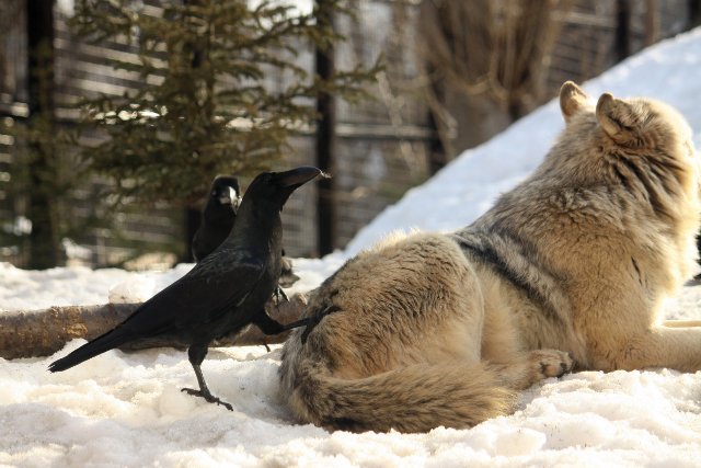 狼祭実行委員 毛を抜かれたオオカミは たまに牙を剥いたりカラス に飛びかかろうとしたりします あまり反応しないことも多かったですが こういう場合はカラス側も充分に警戒しているので捕まることはそうそうないようですが 動物園でも油断していると