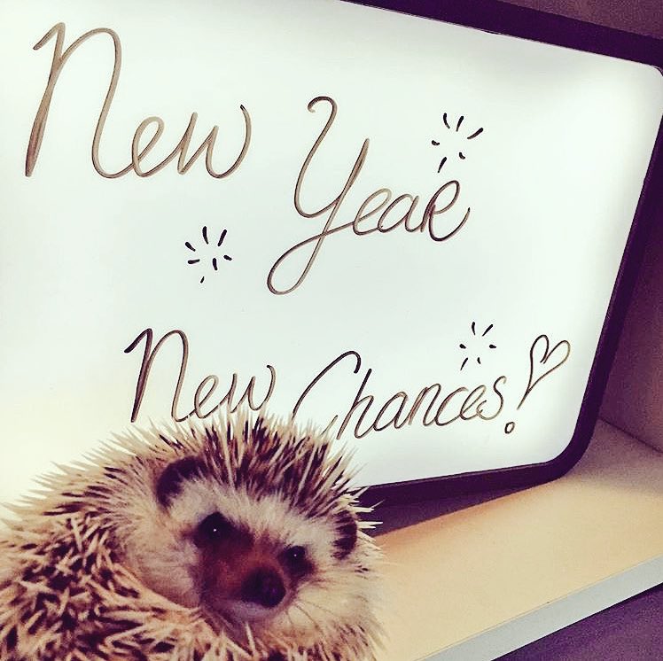 daily__hedgehog's tweet photo. Sunday 31st December, 2017 https://t.co/F8nUESWm4t