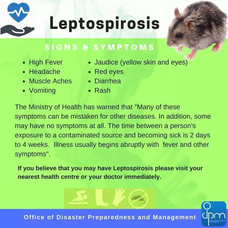 Ministry of Health 在Twitter 上：&amp;quot;Know the signs and symptoms of #leptospirosis!  See below for more information! https://t.co/MZWjJSMGcV&amp;quot; / Twitter