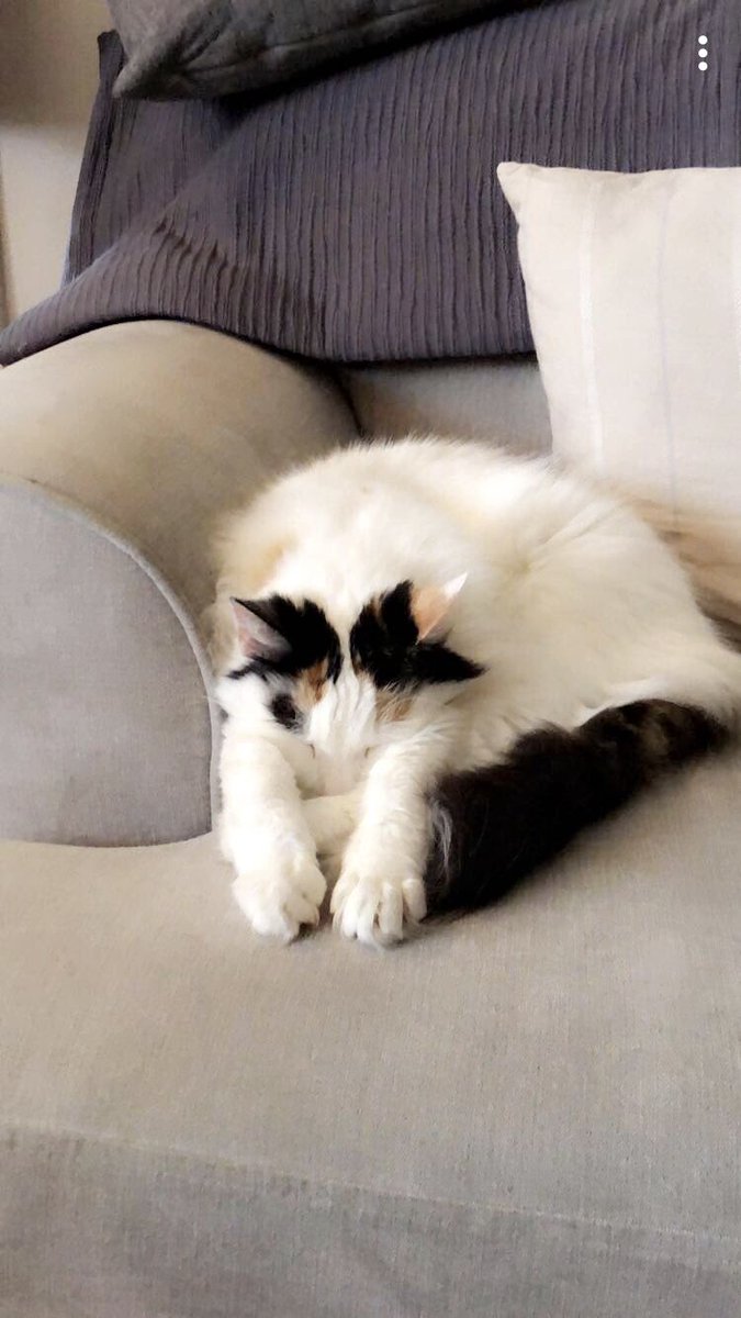 StephMorley75's tweet photo. Tallulah cat - exactly my thoughts #holidays #NYEprep #cat https://t.co/Du6jNa2yx4