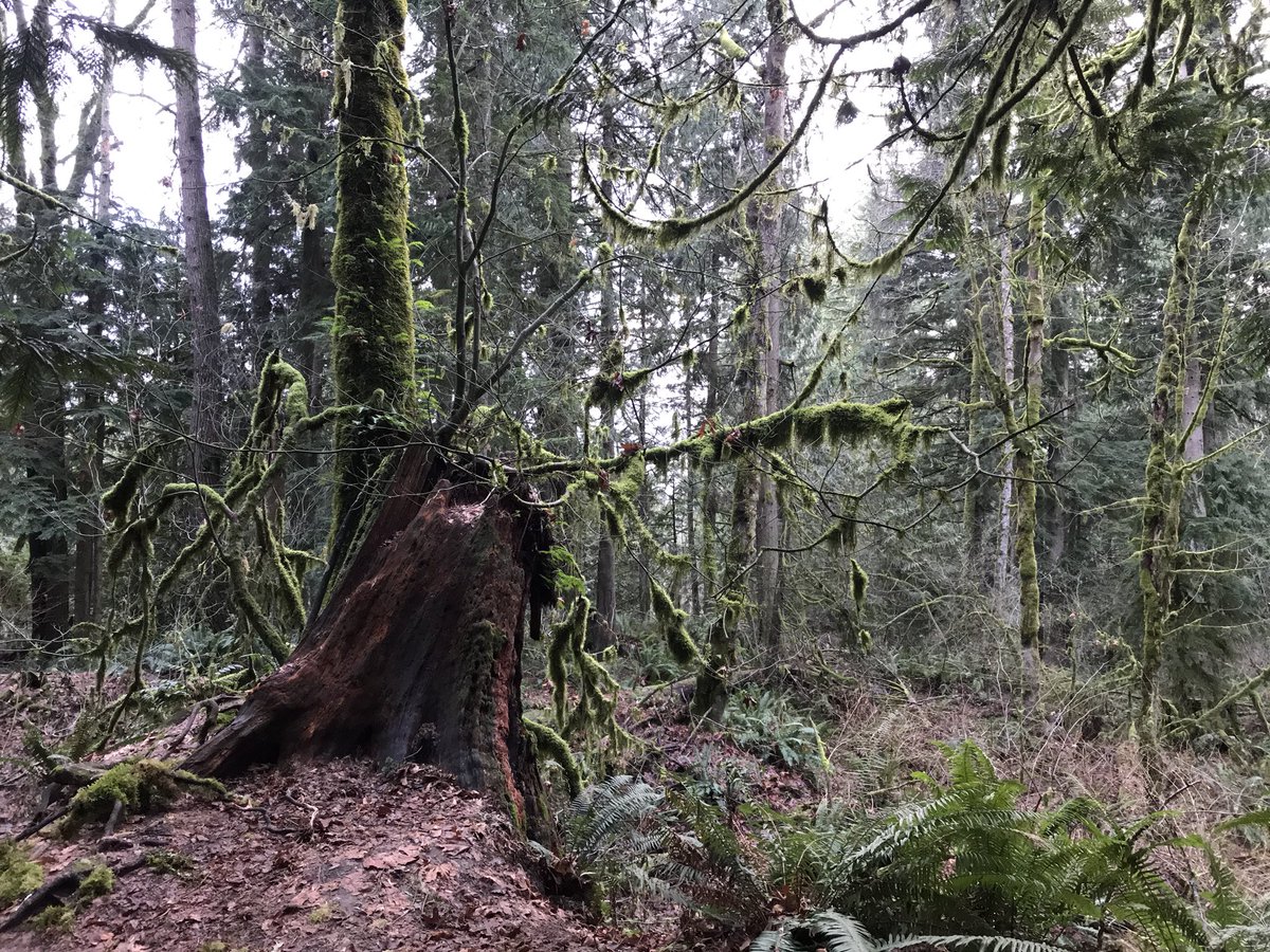 Beautiful journey through Snoqualmie falls trail today! So much nature to take in and loved goofing with the kiddos #moosmits