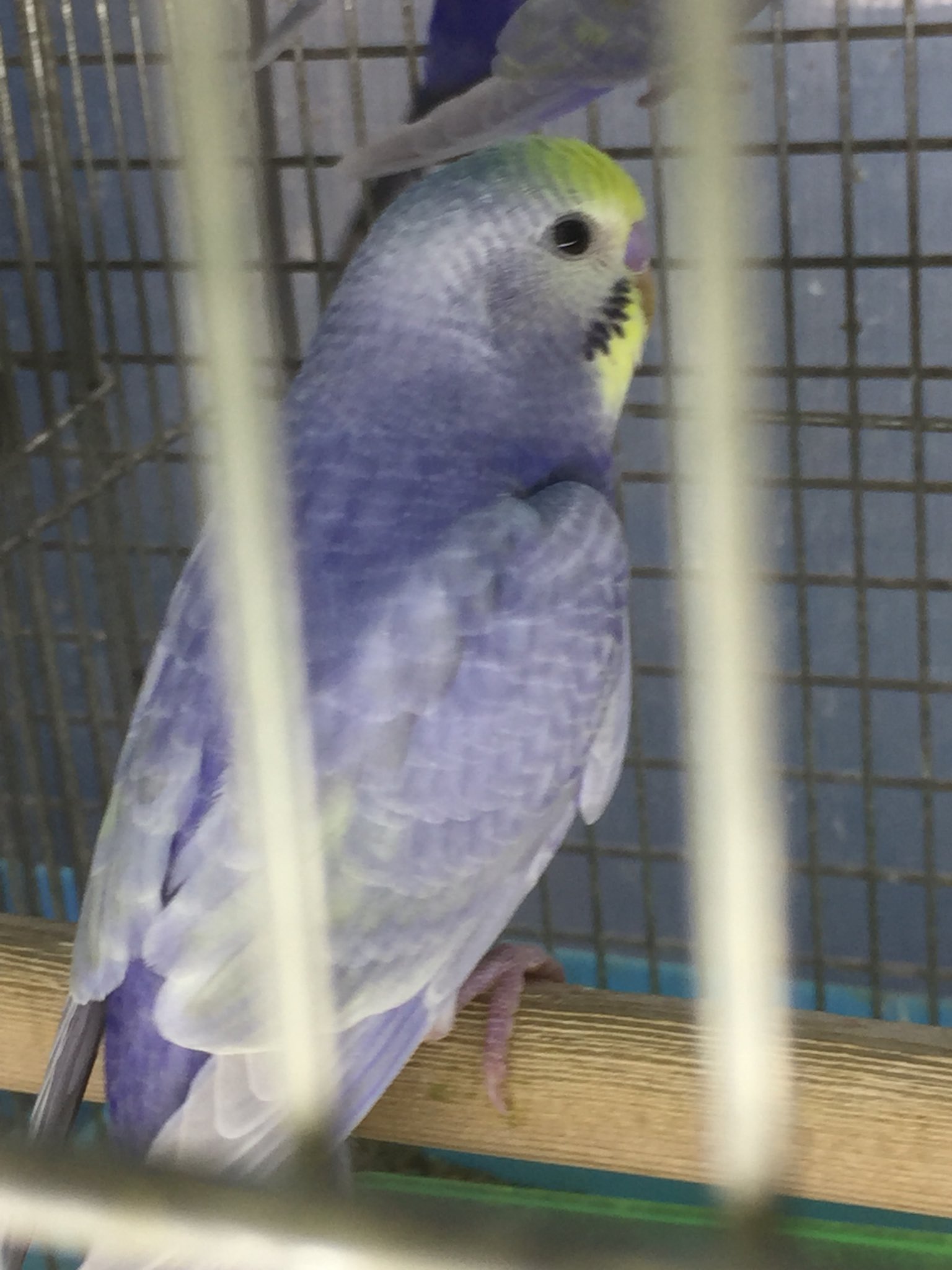 美鳥園 パステルカラーレインボー バイオレット 美鳥園 パステルカラーレインボー バイオレット