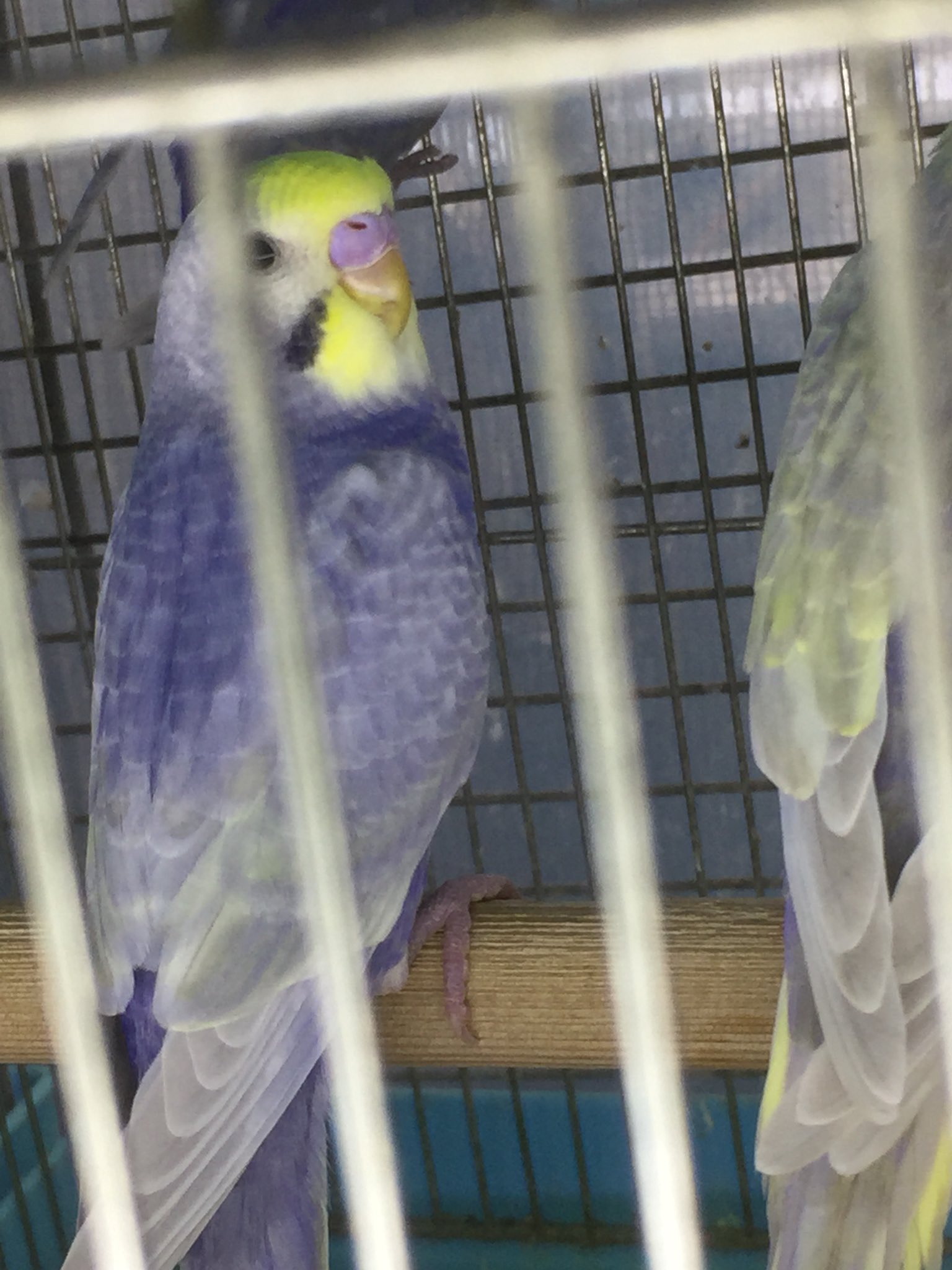 美鳥園 パステルカラーレインボー バイオレット 美鳥園 パステルカラーレインボー バイオレット