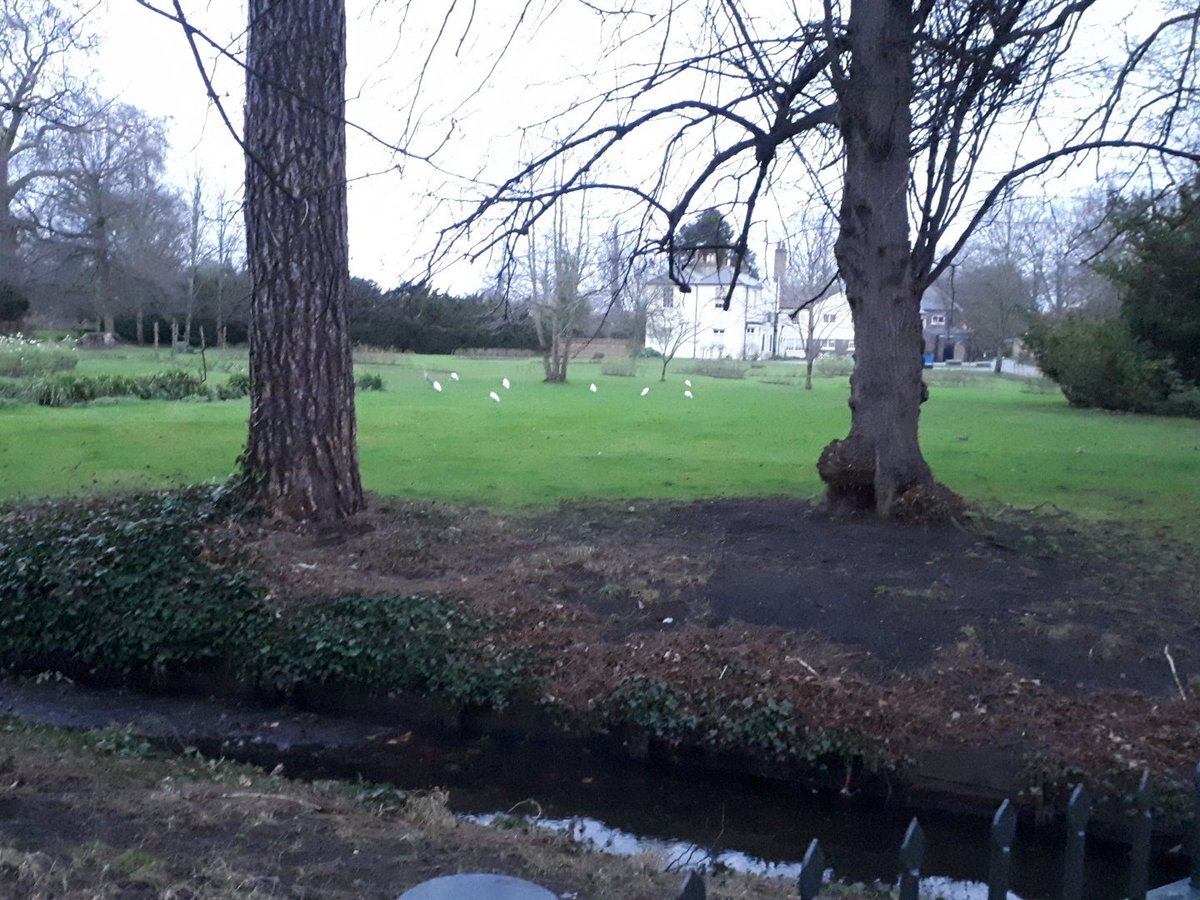 8 Egrets in the Rose Garden <a href="/MordenHallPkNT/">Morden Hall Park NT</a> this morning. The most I have ever seen here."<a href="/MHPNatureGroup/">MHP Nature Group</a> #londonbirds