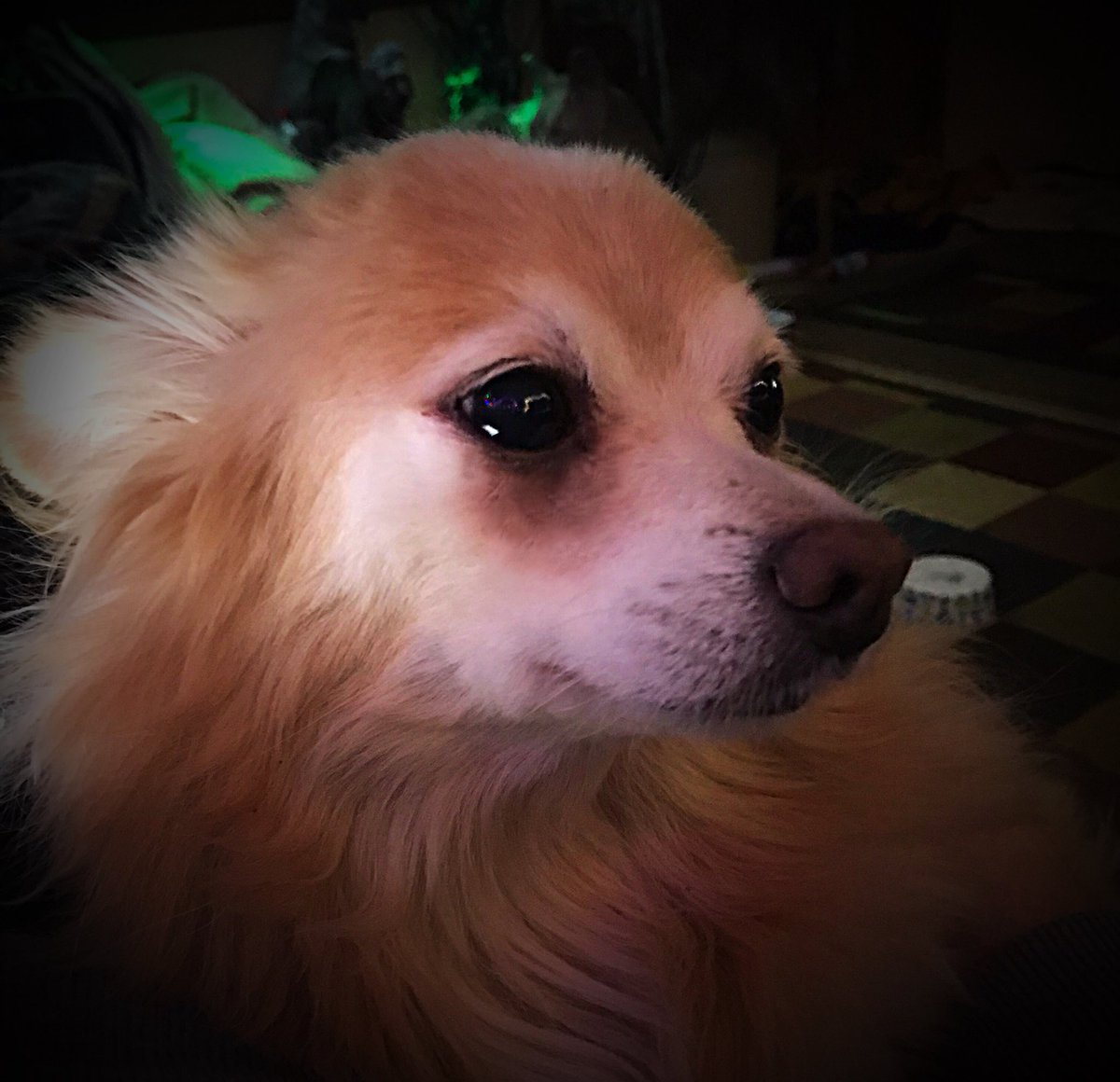 sarahanunn's tweet photo. Nacc Mac Feegle is a midnight lapdog.
I hope I get more sleep in 2018.
😱
#NewYearsEve2017 #UnConditionallove #Floofawoowoo #seniordog #dogsoftwitter #Dogsomnia https://t.co/K7gItVPQsx