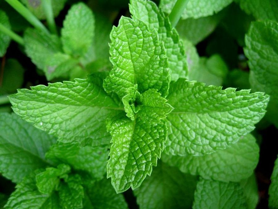 medicinalplanta's tweet photo. Plantas Medicinales: La Hierbabuena https://t.co/EjXW9vIjXj https://t.co/46pDQvLAyP