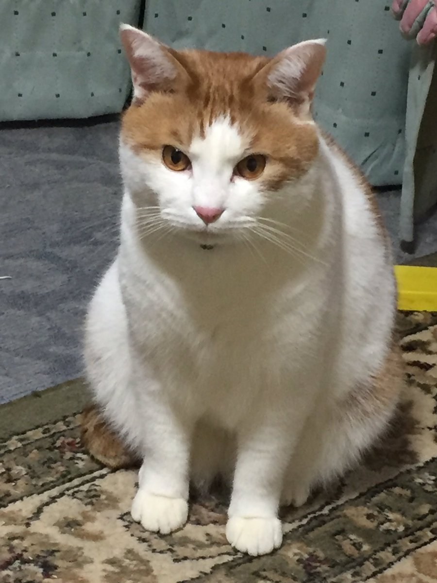 鈴木 5cats On Twitter 今年はデカイ猫の捕獲というバズり方をした茶色さん ですが 保護した頃はろくに食べてなくて体重6kgほどのまぁまぁ普通の猫さんでした 体重も一時期8kgまで増え まるまるとして可愛くなったなぁと 親バカw Https T Co 0k0tmuiqpj Twitter