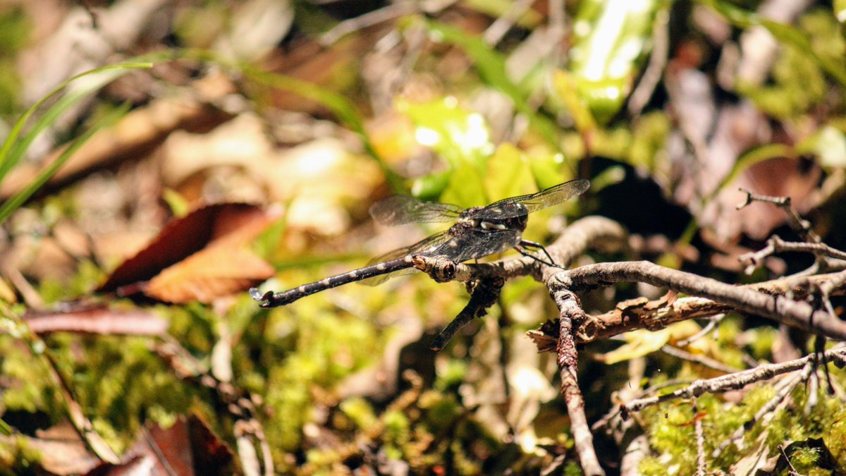 IamEmilyGrout's tweet photo. Almost 600 rats trapped by Motu locals this year! Whinray Reserve was flourishing with toutouwai, pīwakawaka, and kapokapowai today #LocalConservation https://t.co/9hgTaXJB70
