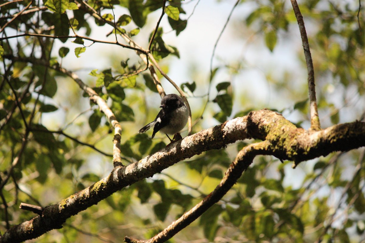 IamEmilyGrout's tweet photo. Almost 600 rats trapped by Motu locals this year! Whinray Reserve was flourishing with toutouwai, pīwakawaka, and kapokapowai today #LocalConservation https://t.co/9hgTaXJB70