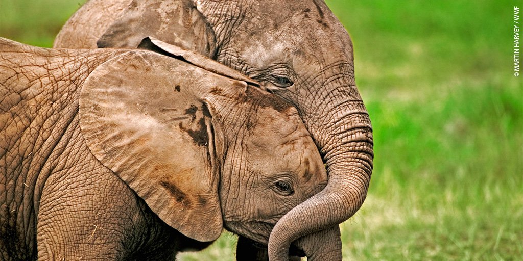 wwf_uk's tweet image. It's official - ivory trade in China will be illegal after today. RT to share this incredible news! 🙌 #ChinaIvoryBan #StopIvoryTrade