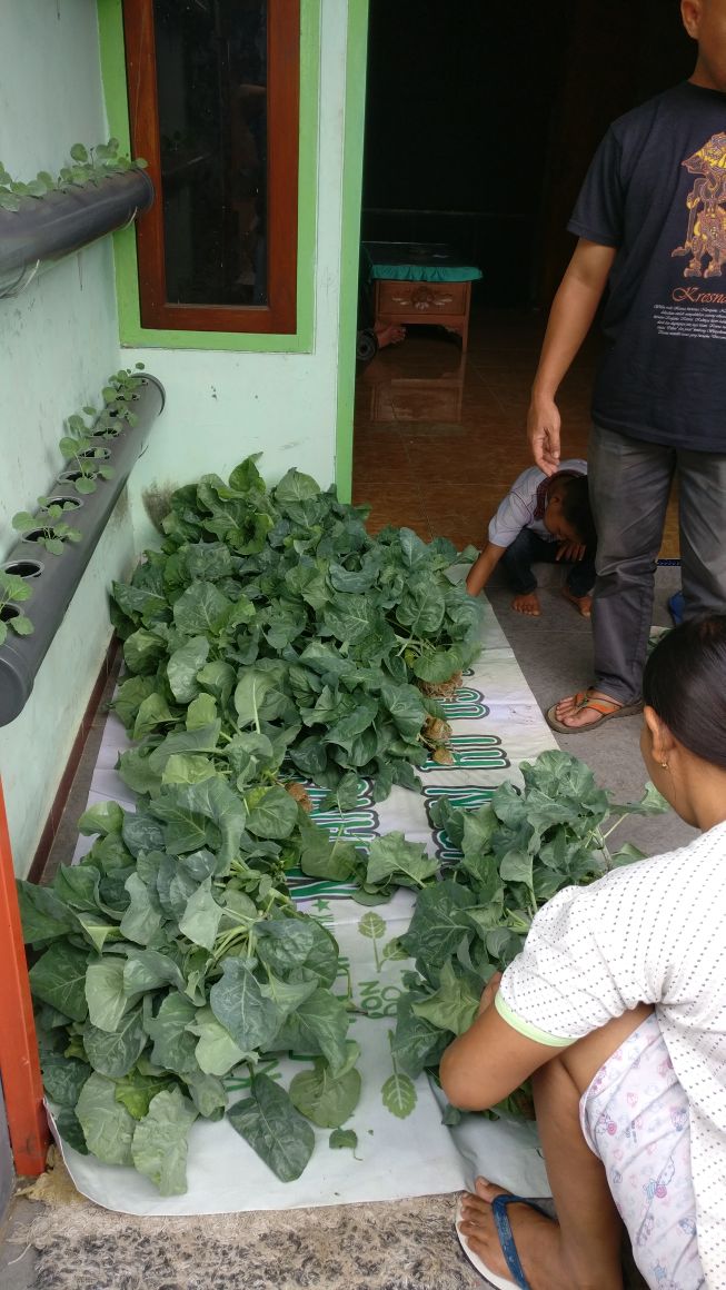 Jokoca1's tweet photo. #GerakanInovasiDesa 
Mengenal potensi desa dengan sayuran hidroponik ..panen telah tiba..
@tppindonesia 
@EkoSandjojo 
@taufikmadjid71 
@DewantoAndry 
@P3MDMalang 
@ketutbalitar https://t.co/1mk3hcOXL4