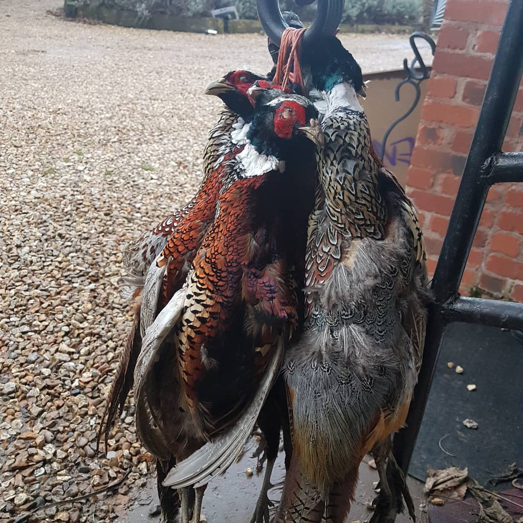 £5 <a href="/americafarm/">americafarmsausage</a>