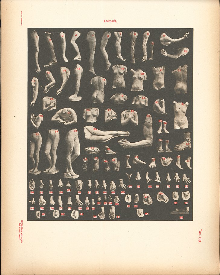 アントニオ・ヴァラルディ工房のカタログより、解剖模型その2。#美術解剖学 