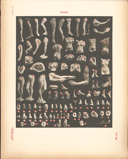アントニオ・ヴァラルディ工房のカタログより、解剖模型その2。#美術解剖学 