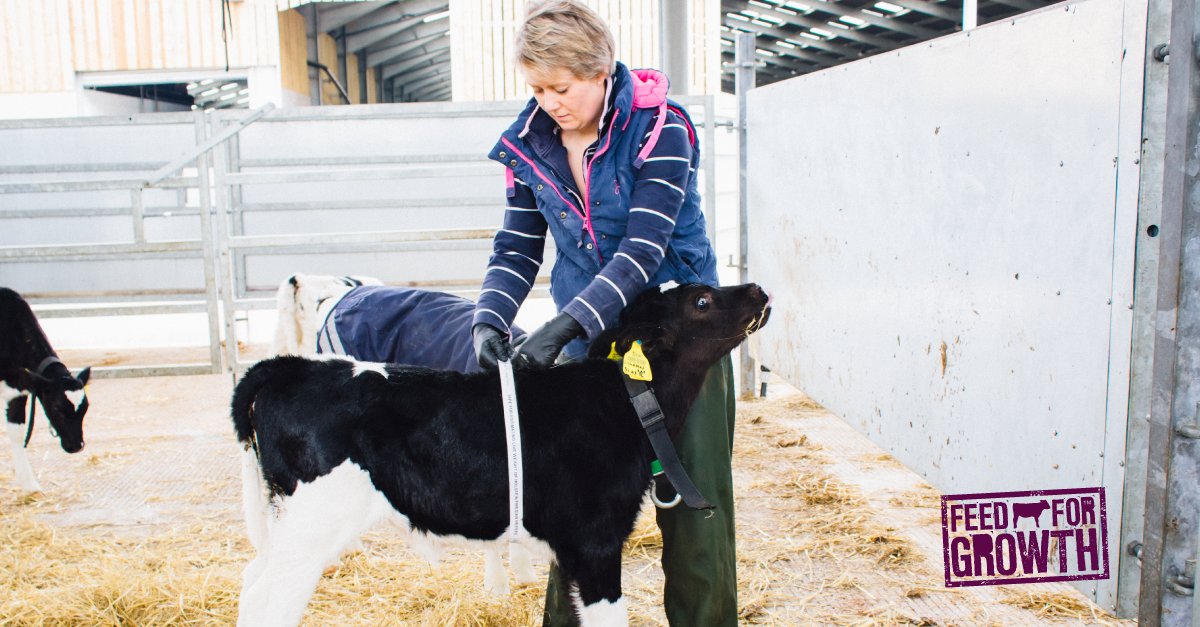 FeedForGrowth's tweet photo. It’s important to set growth targets for your farm, and regular measurement of your herd is essential. Your heifers must be big enough at breeding time. 

Which method do you use to measure calf growth targets? #GrasstoMilk #Silage17 #Farm365 #TeamDairy #ConsistentlyBetterSilage https://t.co/5nuPNG4hWT