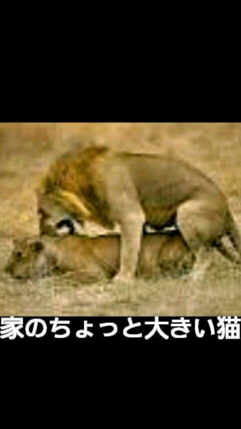 Saori K 猫館猫好きマダム ギャンブル狂い 王冠ライオンは待ち受けにして下さい 金運 アップ 願掛けのおまじない 王冠ライオン で 検索よ