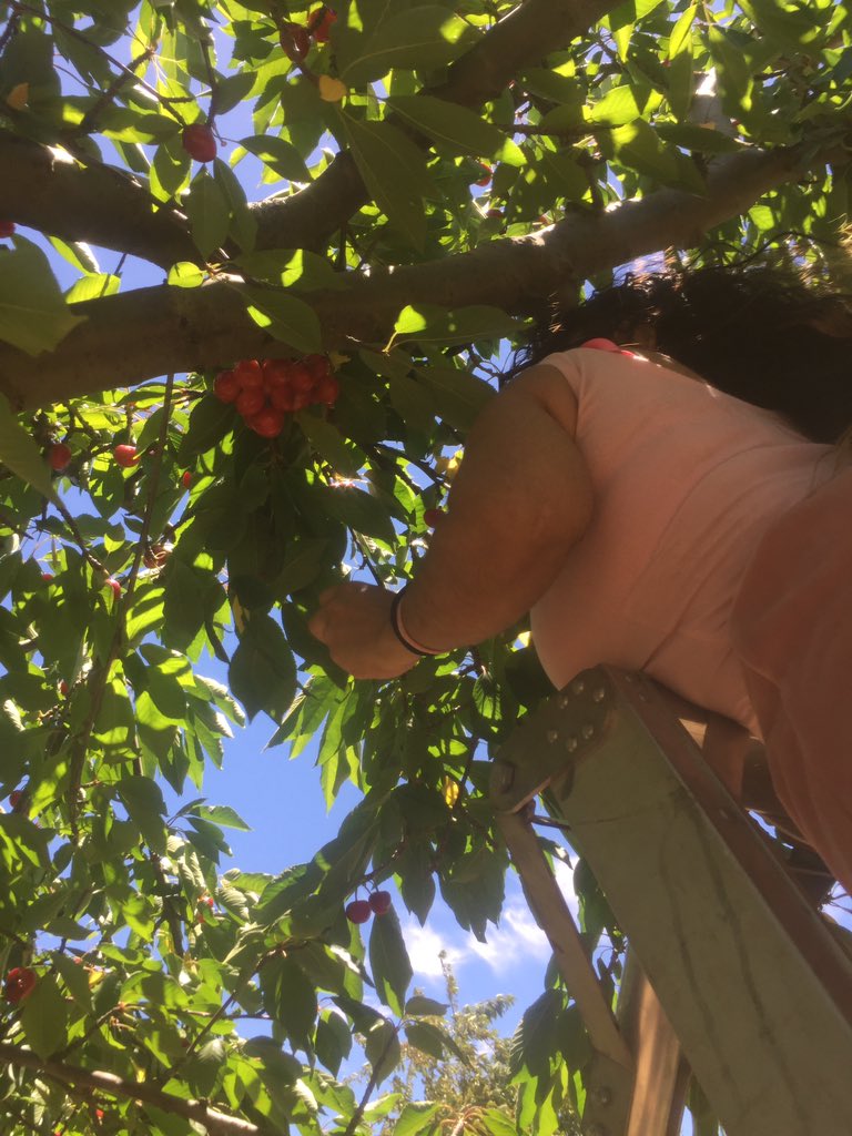 Sherise_Dreyer's tweet photo. Sheri picking 🍒@Klondykfarm in @Ceres because your life should always come wiyh hot fudge, whipped cream, and a cherry on top! @lovecapetown #Sherified #Cherry #summer17 #yummy #delicious #allnatural #sugar #2017Memory #healthy #Fresh #Adventure #cleaneating #2018isComing https://t.co/d3qI4w7FuS