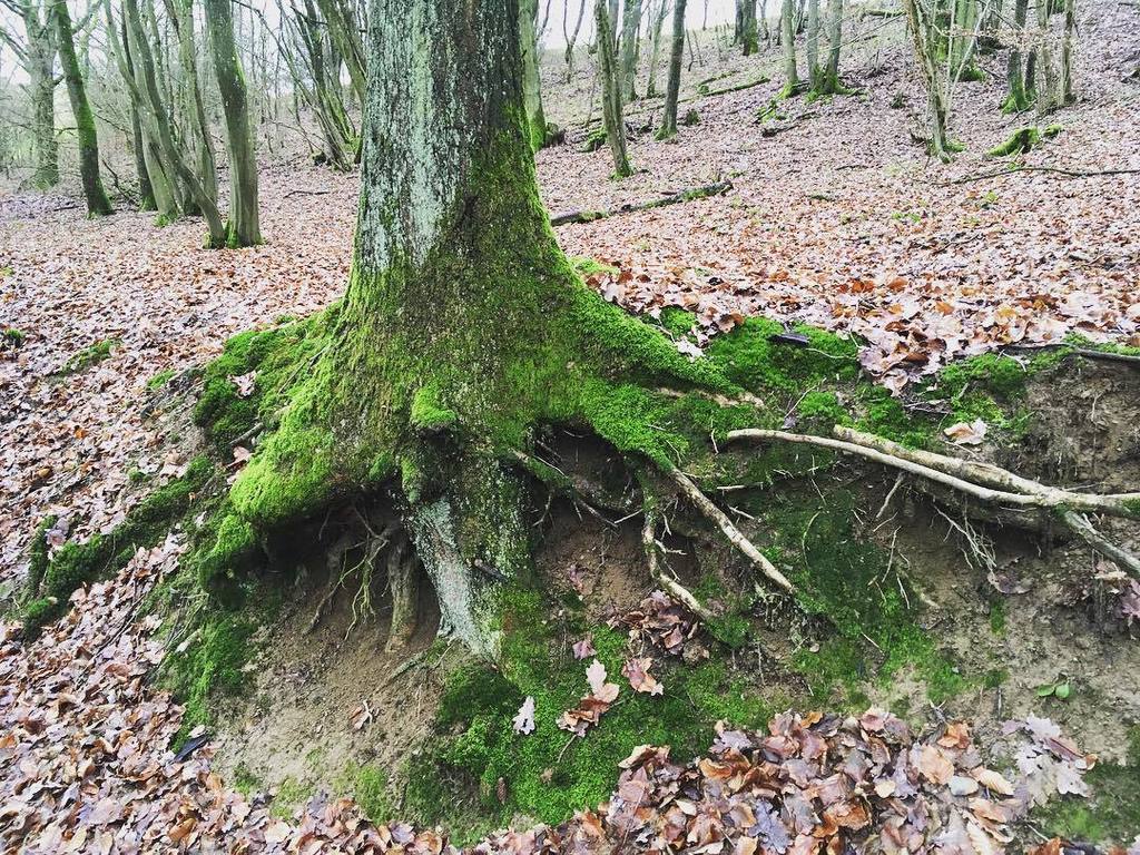 textundblog's tweet photo. Zum Jahresende ein Spaziergang im traumhaften Wald von #Gusterath. https://t.co/1aBtMxUfnh https://t.co/Jk23oNiOYk