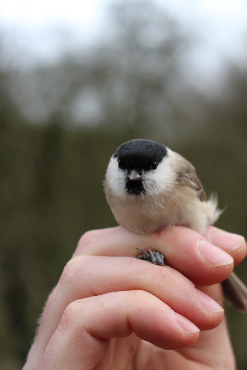 IanPotter007's tweet photo. Marsh Tit caught and ringed at Ellishill this morning. It’s a 2017 hatch. One Willow tit was also heard calling. https://t.co/Aq3iroVvjv