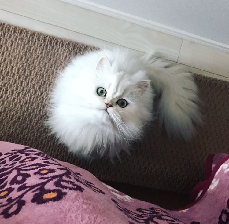JAOKON__'s tweet photo. +💛🐈มีคนฝากเจ้าก้อนมาบอก @molytaeyongx ; พี่ทำอะไรข้ามปีครับ? สุขสันต์วันปีใหม่นะคับ ขอให้ปีหน้าเป็นปีที่ดีของดี จนวันสุดท้ายของปีผมก็ไม่กล้าทักไปคุย เอาเป็นว่าไม่ต้องรู้ว่าผมเป็นใคร HNY นะครับ https://t.co/WgcZdIpu9N