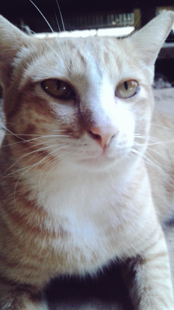 Zdnxxq's tweet photo. นี่คือโฉมหน้าของเสือเข้มที่เก็บจากข้างทางมาเลี้ยงตอนโดนหมารุมฟัด🐱🐾 https://t.co/R5dBQhIxqm