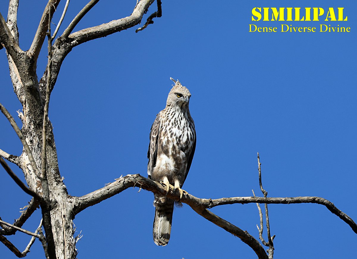 #CrestedHawkEagle #Nisaetuscirrhatus #Similipal #BirdOfPrey #Perched #OverlookingForestClearing @SimilipalTR @SimilipalBR