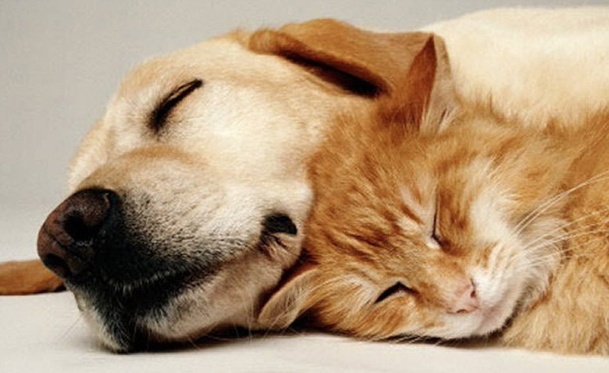 OPINpets's tweet photo. Want to thank our OPIN SAFEPET fosters who take care of pets belonging to some courageous women. These women have chosen to take charge of their lives by moving out of abusive situations and towards a happy and safe new life. A Happy NEW Year to All! #domesticviolence #safepet https://t.co/8SgDTp1EKM