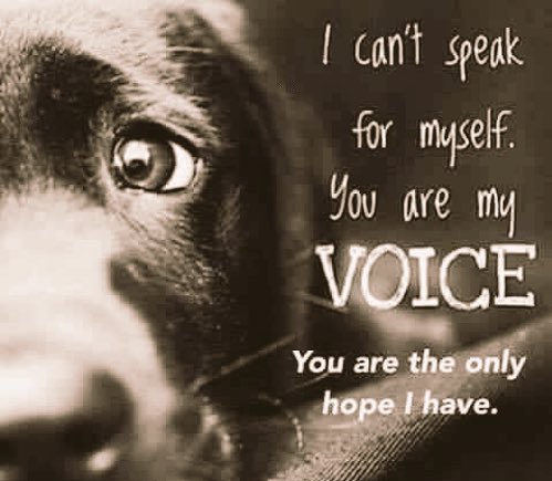 Dr_Dan_1's tweet photo. 2018 is the year of the dog. By working together and speaking with a collective voice, there will be positive changes for #DogWelfare. THANK YOU for being their voice x RT https://t.co/QbpOrospvk