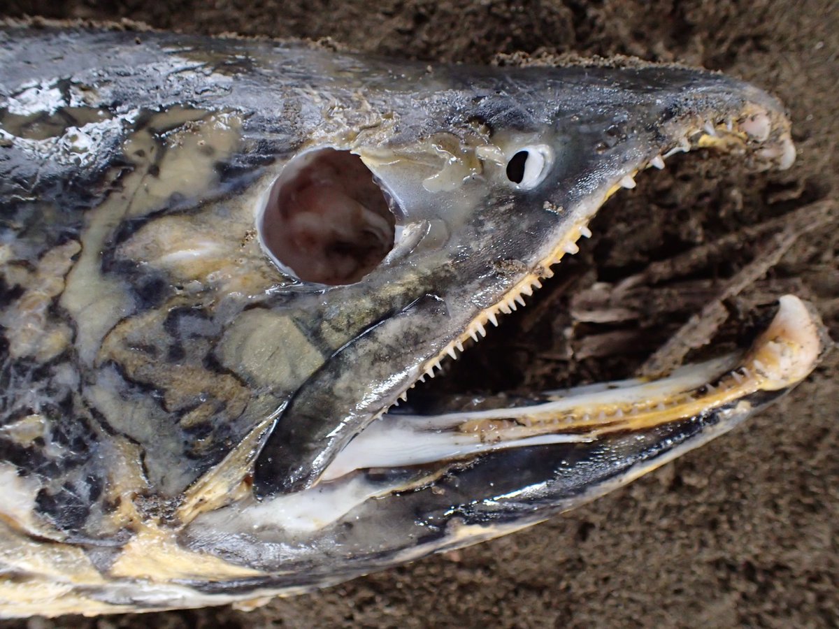 眇魚 サケ 写真は天然遡上個体の死体 俗に言うほっちゃれ だけど かっこいい 外洋のサケは銀色で綺麗 サケが遡上することによる生態系への影響は大きく 産業だけでなく自然環境にとっても重要な魚 知れば知るほど より賢い資源利用を目指していきた