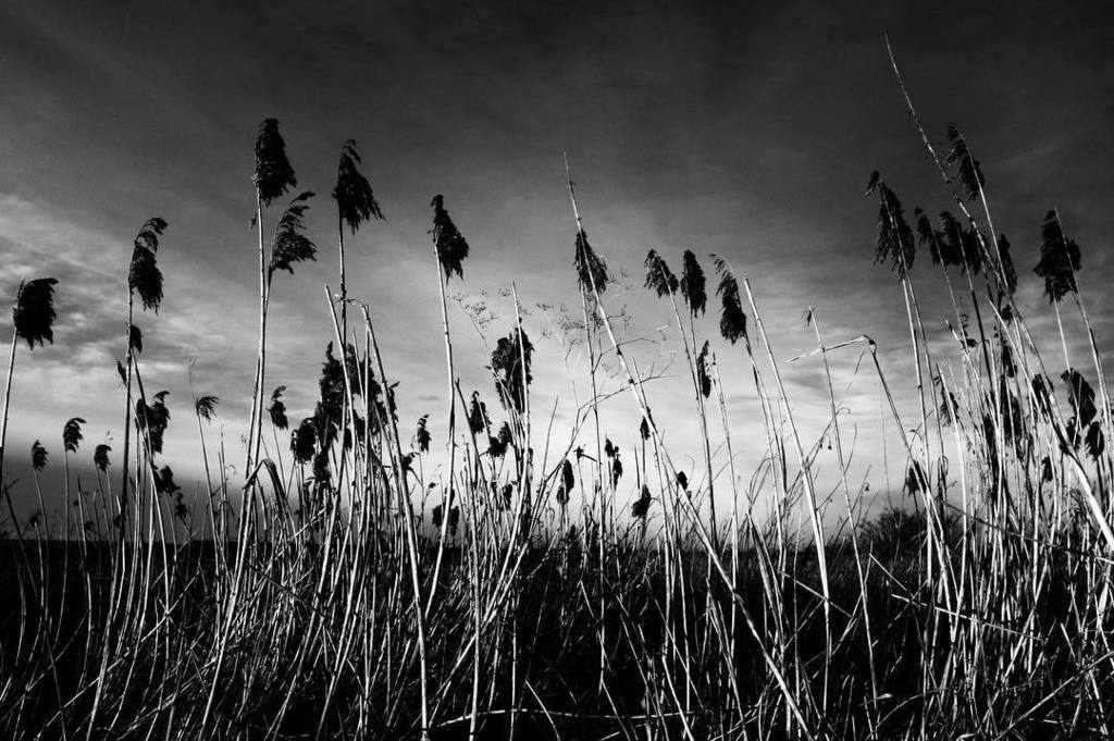 fotografamator's tweet photo. Dziennik 224/2017
Groza?
#fuji #x100f #xphotography #acros #blackandwhite #view #landscapephotography #noir #snapseed #silhouette #wroclaw #osobowice #redzin #odra #spacer #walk #offroad https://t.co/ROxHx9ebTE https://t.co/mikTWZJASP