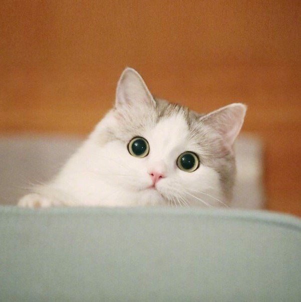 JAOKON__'s tweet photo. +💛🐈มีคนฝากเจ้าก้อนมาบอก @timetineee ; " อยู่กับกูไปนานๆน้ะไอสัส._. " https://t.co/2QioQt9dF7