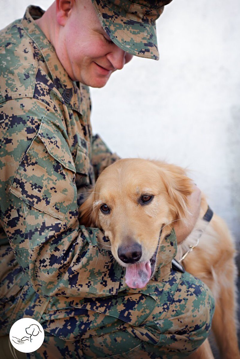 paws4vets nonprofit tweet media