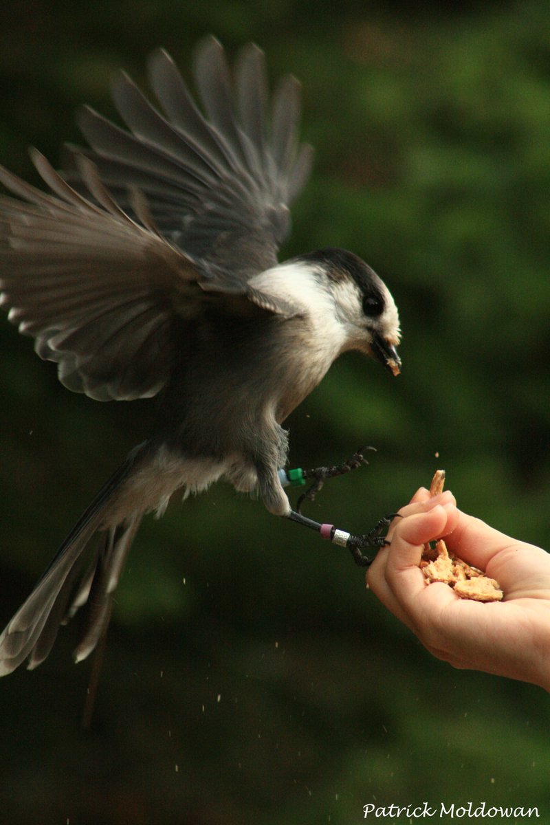 AlgonquinWRS's tweet photo. #YearInReview2017: #GrayJay researchers @koleyfree and @Alexsutto record some of the highest nest failure rates and latest nesting/fledging dates in more than 50-years of research
#FieldSeasonInReview2017 #AlgonquinPark #FieldWork #Ornithology #CanadaBird #NationalBird #Phenology https://t.co/WSrbmh1UiX