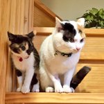 野良でも数百万円!？新春から縁起がいい貴重な三毛猫のオス!