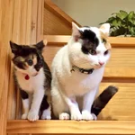 野良でも数百万円!？新春から縁起がいい貴重な三毛猫のオス!