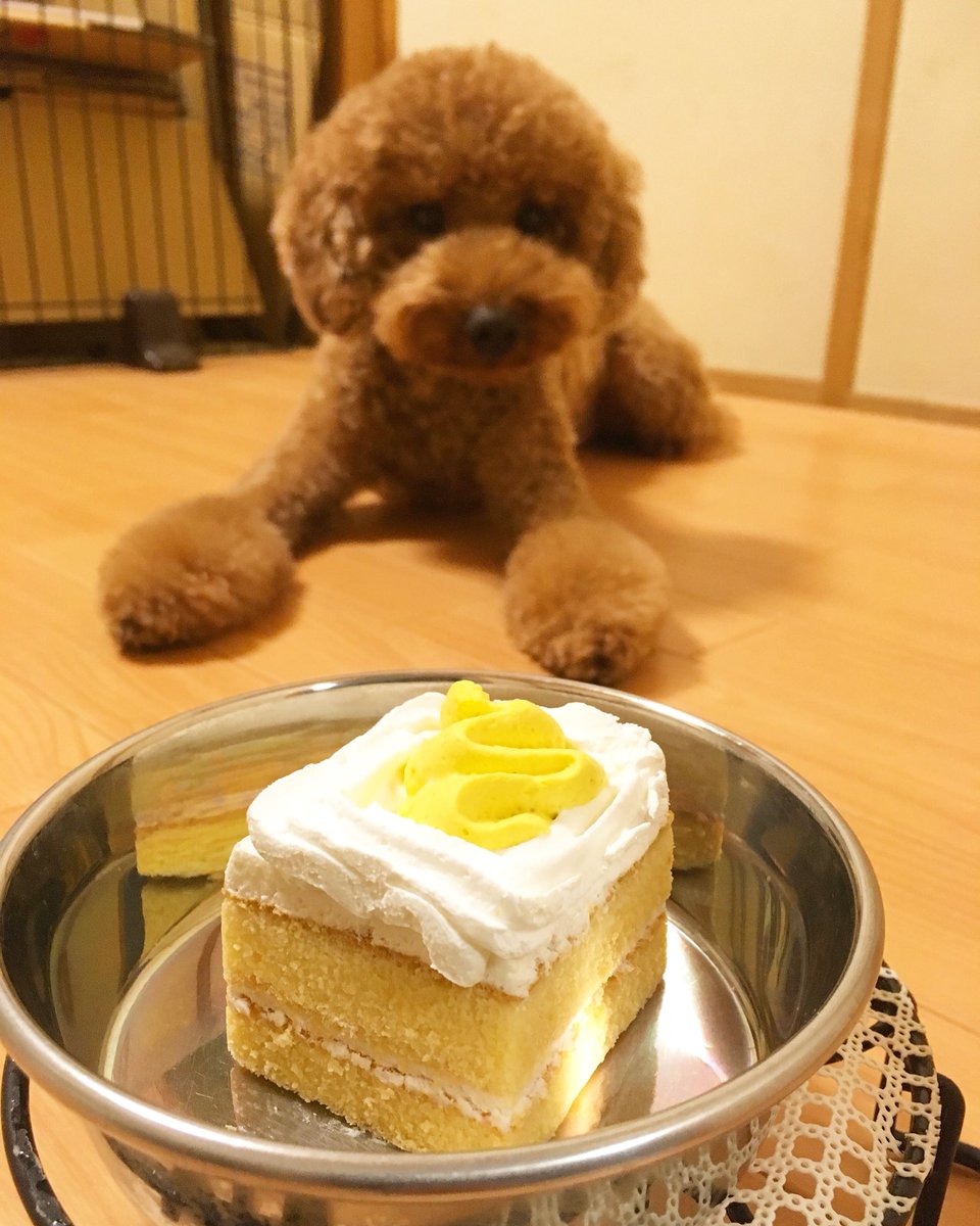 こうちゃん Twitterren 大晦日 犬用ケーキ 食べたくて食べたくて我慢できないみたいwww美味しく食べましたよ トイプードル ケーキ 犬用ケーキ いぬ 犬 大晦日 おいしい Toypoodle