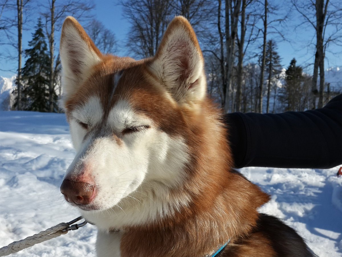 sochibig's tweet photo. @infosngcom @ellacanary67 @infosng @MoselenaV @sergejelov1972 @viktorinini @Larisa5826 @LjubaLg Всех с наступающим новым годом))) https://t.co/pQQ9eYXOFW