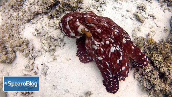 Throwback: Amazing Octopus Transformations 
bit.ly/1YquOqc #snorkel #BoraBora #freediving #gopro