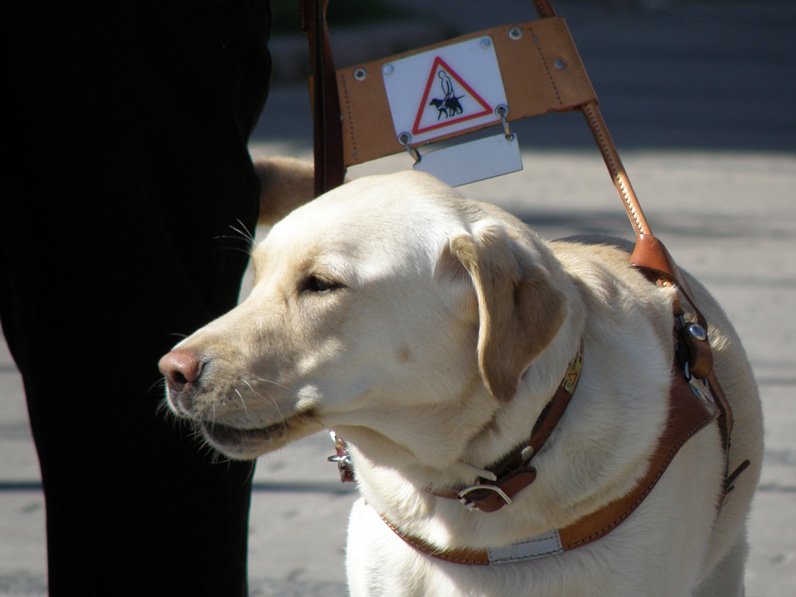 Service Dog Causes Challenge in Regina dlvr.it/Q8KrR9 https://t.co/LkKnlXlAPV