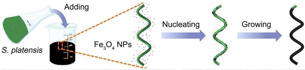 This tiny robot made of algae could swim through your body and kill cancer cells wef.ch/2o8I7EF